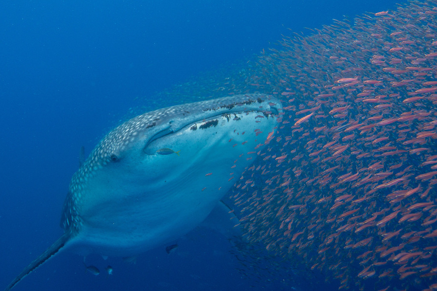 Nadar con el tiburón ballena en Filipinas